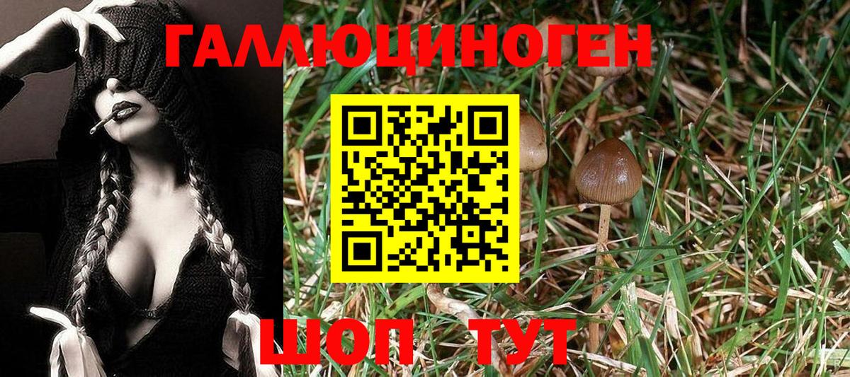 Псилоцибиновые грибы Cubensis Вязьма